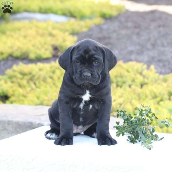 Demi, Cane Corso Puppy